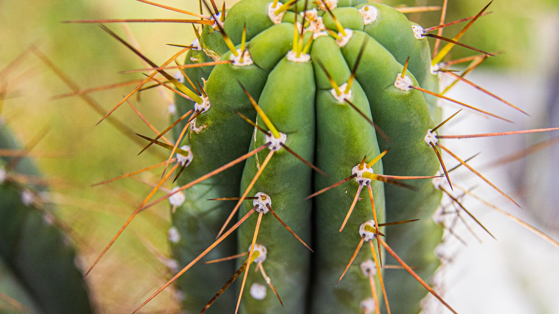 File:Chavín de Huántar - 51149963455.jpg