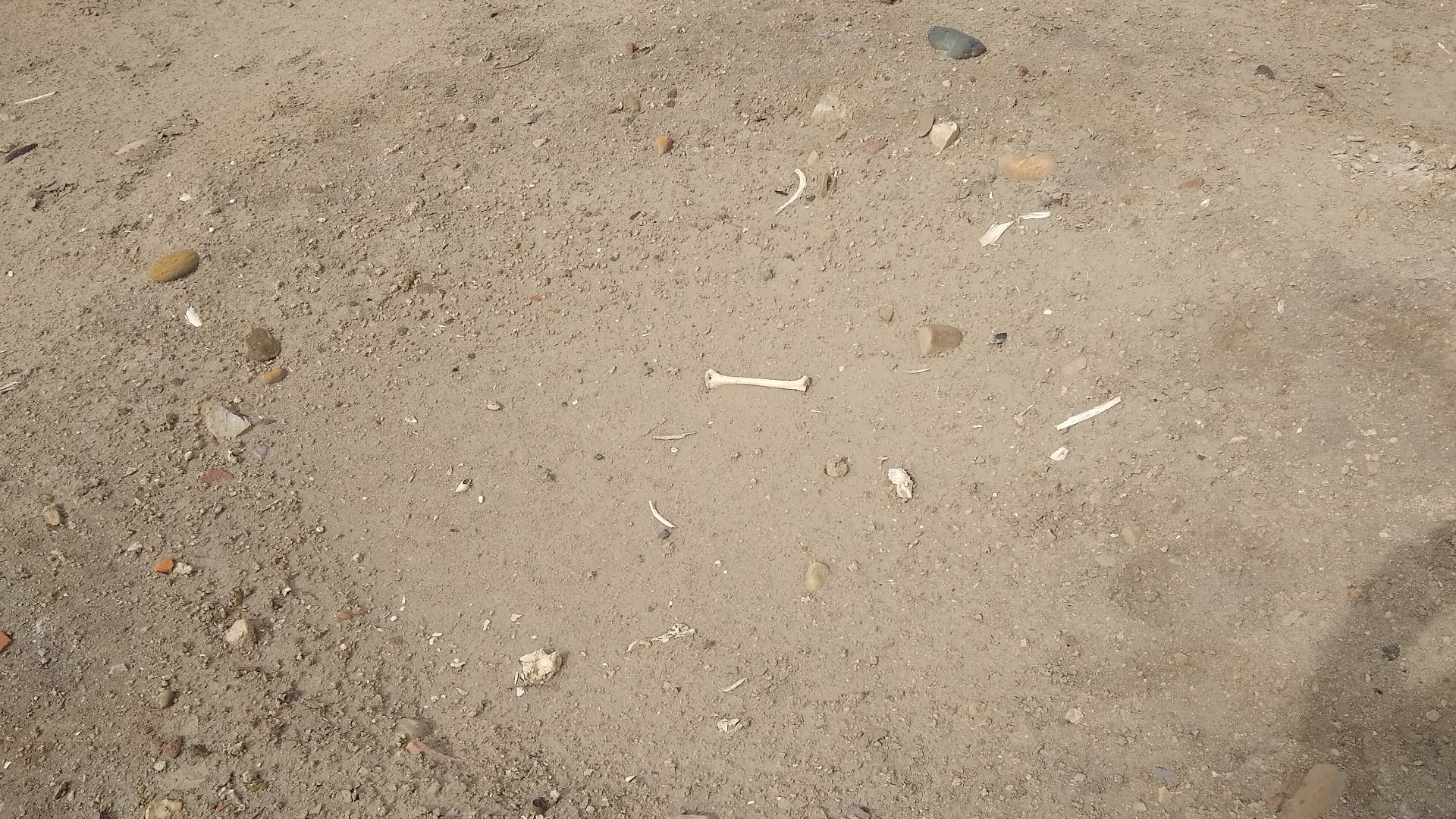 File:El Brujo- artifacts and bones just lying on surface scattered by graverobbers and wind.jpg