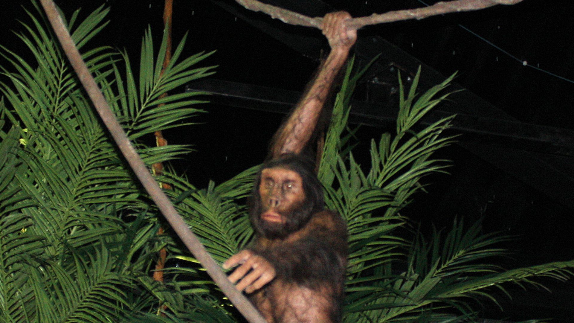File:GONDWANA - Das Praehistorium, Homo erectus-4.jpg