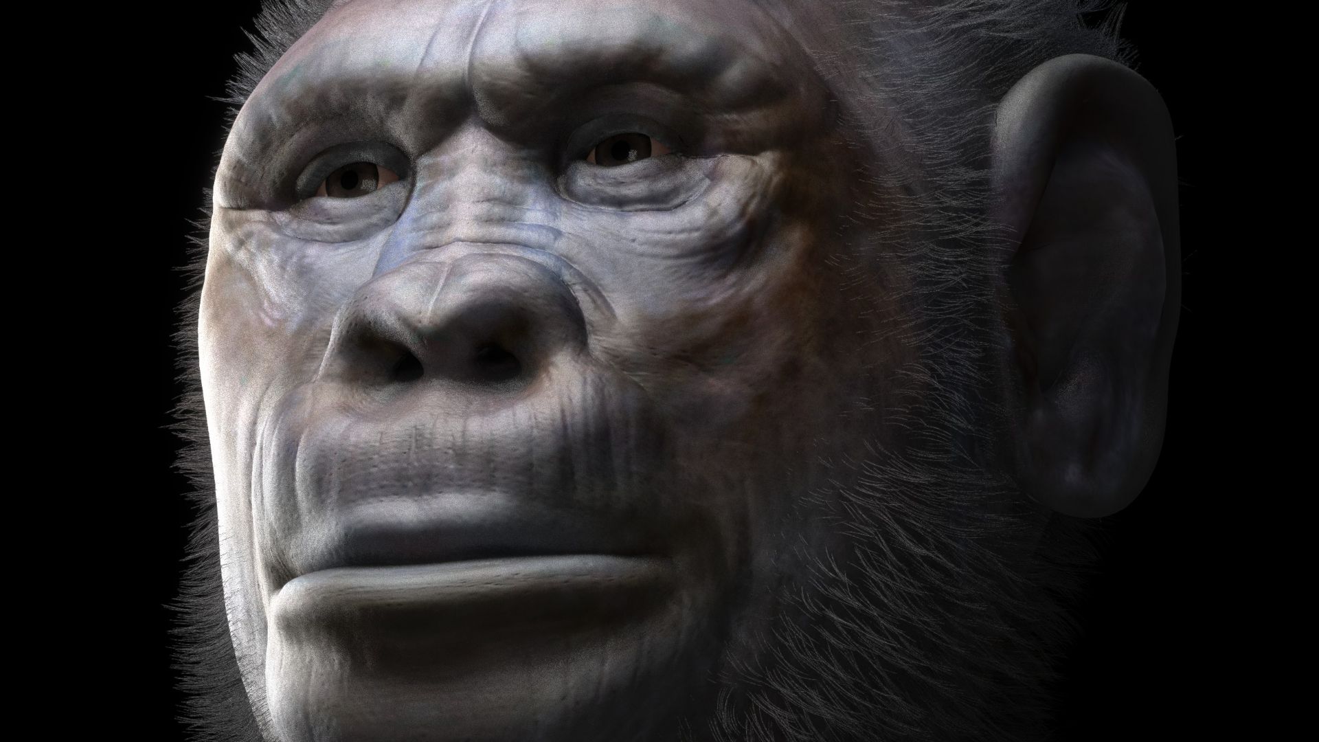 File:H georgicus 1 BLACK PRINT.jpg