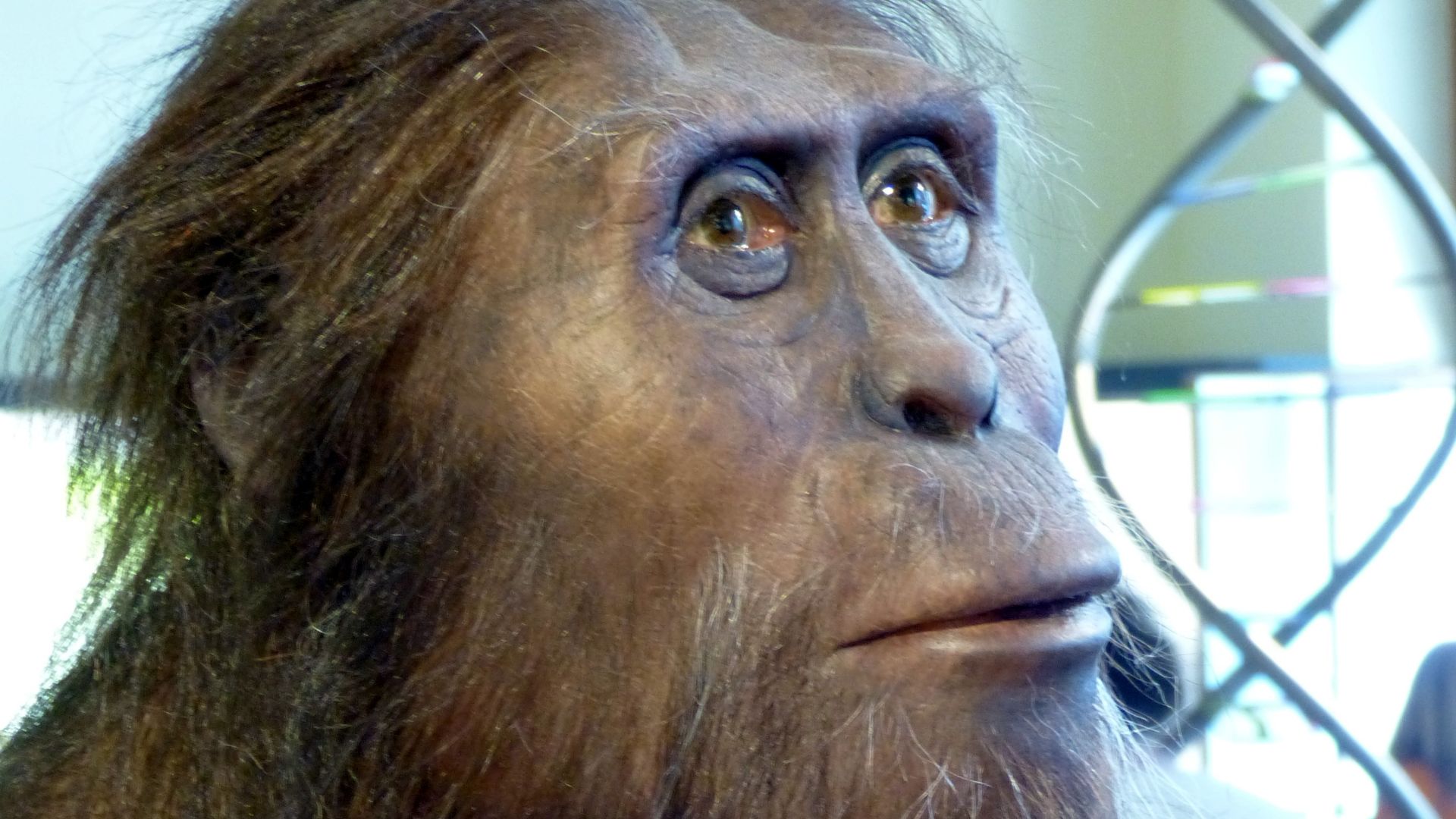 File:NHM - Australopithecus afarensis Modell 1 a.jpg