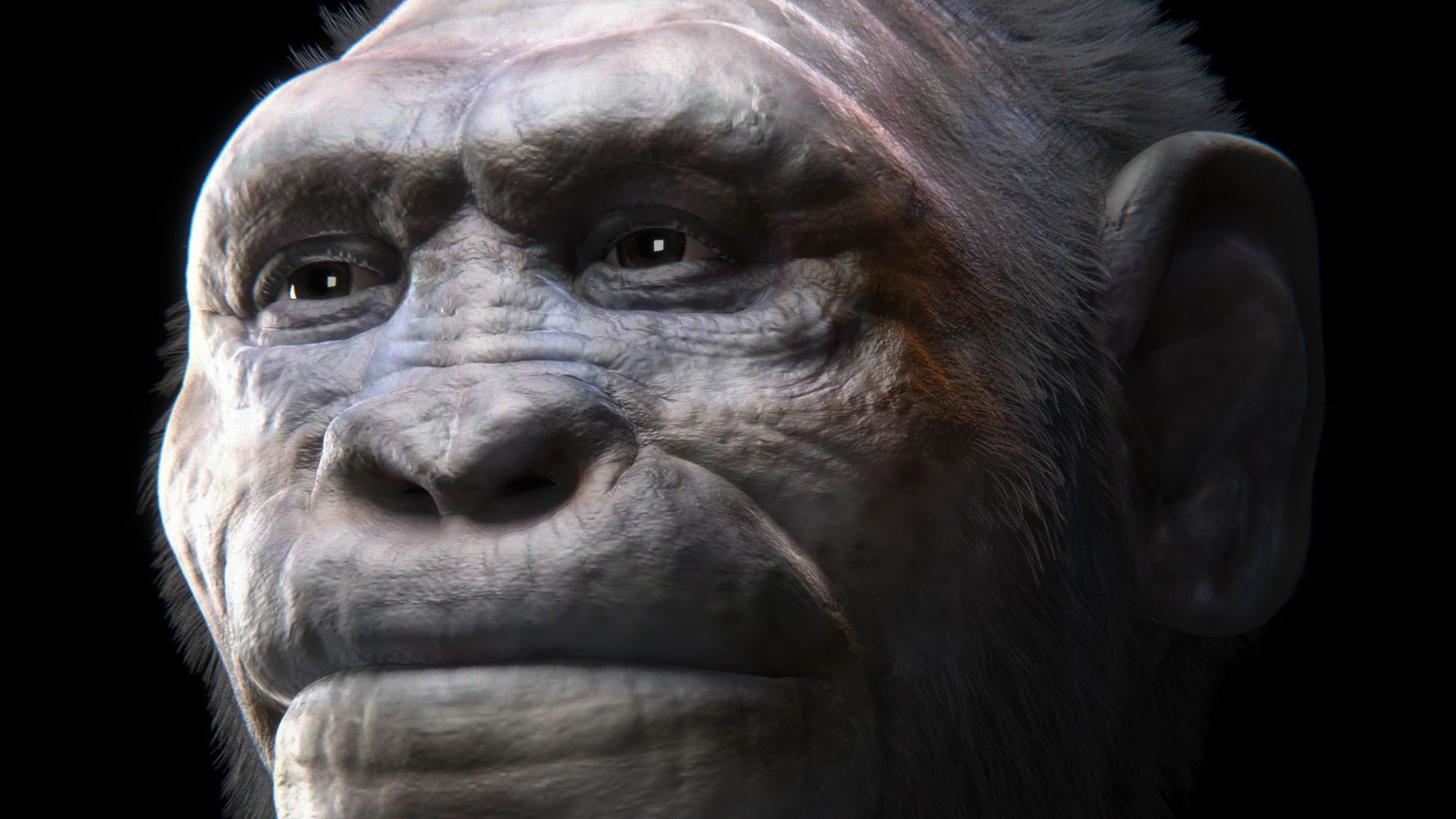 File:H georgicus 2 BLACK PRINT.jpg