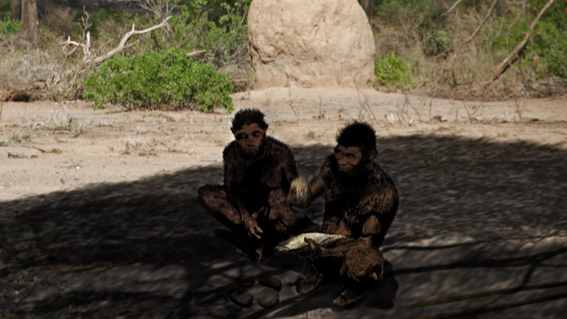 File:Homo erectus Daka Ethiopia.jpg