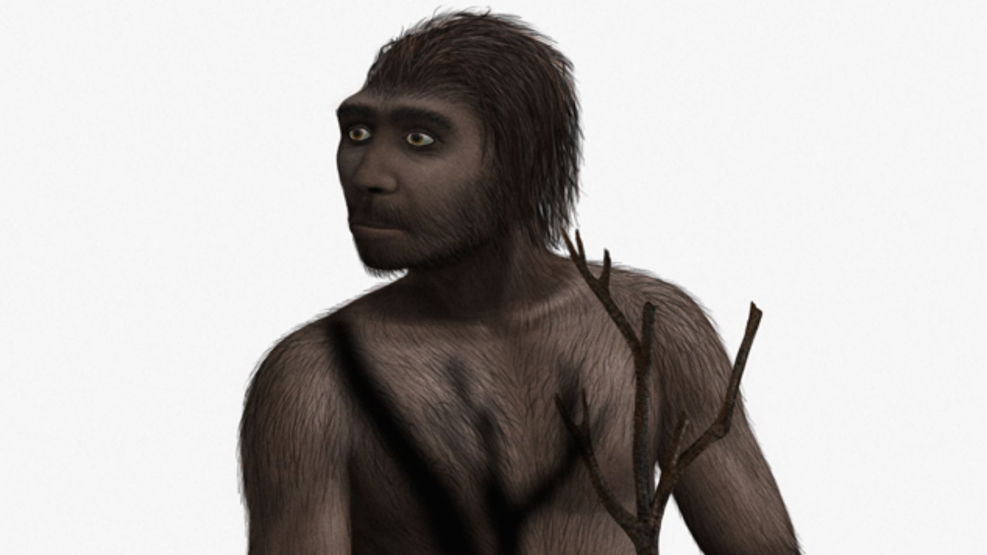 File:Homo erectus Steveoc 86.jpg