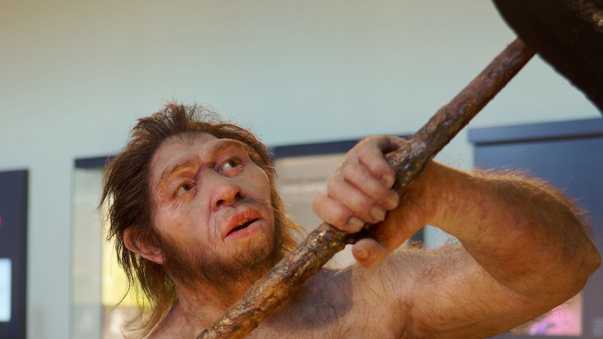 File:Homo erectus, The Natural History Museum Vienna, 20210730 1228 1282.jpg
