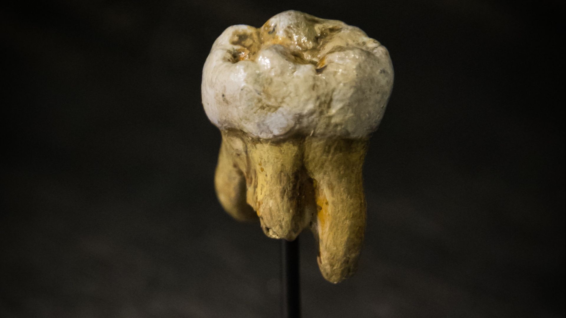 File:Denisova Molar.jpg