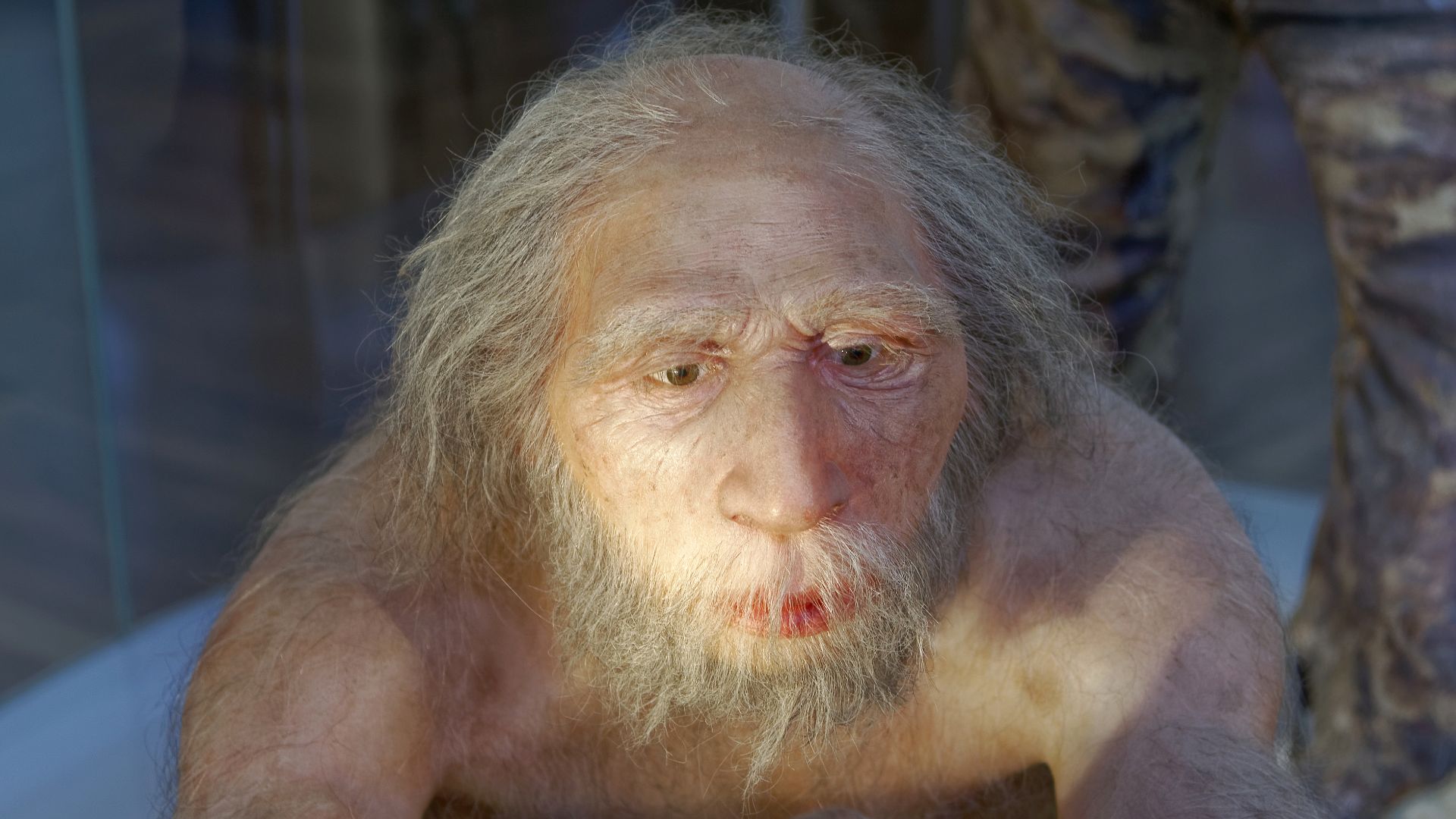 File:Homo neanderthalensis, The Natural History Museum Vienna, 20210730 1225 1277.jpg
