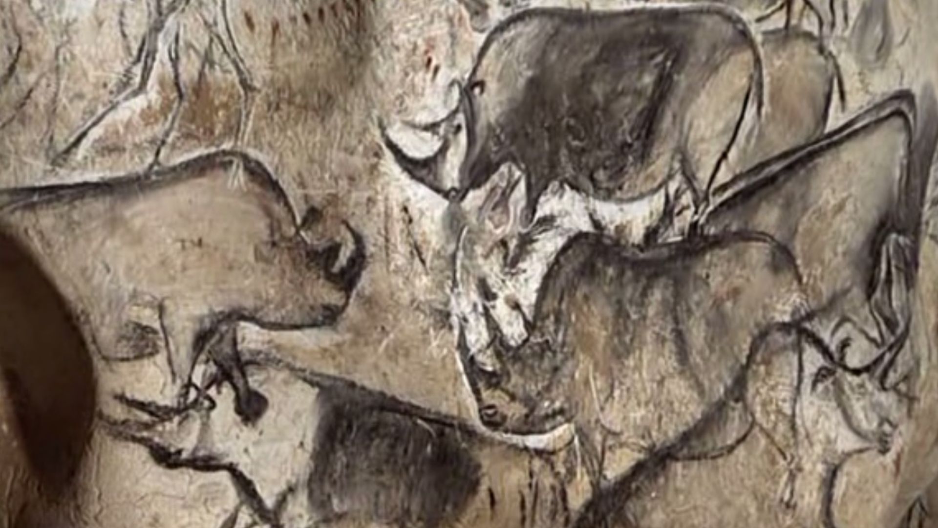 File:Rhinos Chauvet Cave.jpg