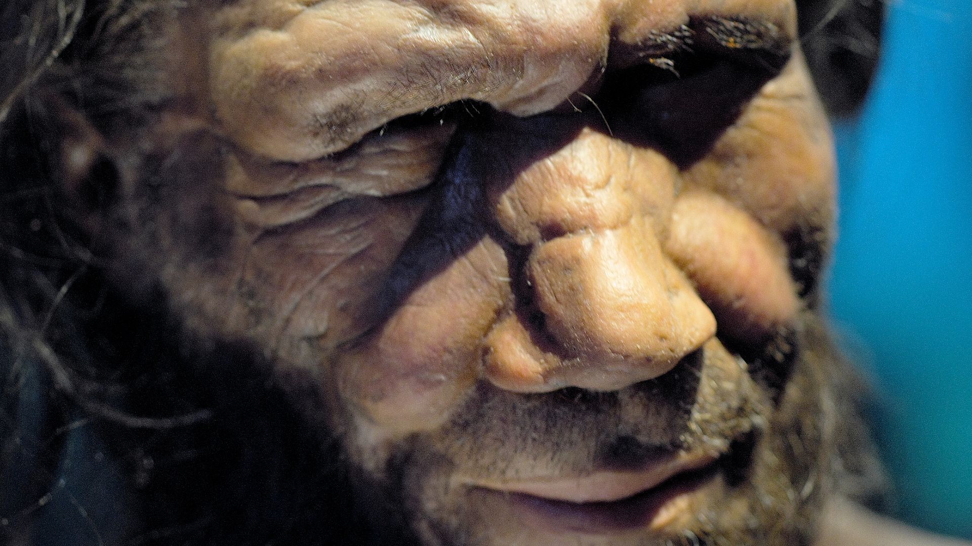 File:Neanderthal man reconstruction, Natural History Museum, London.jpg