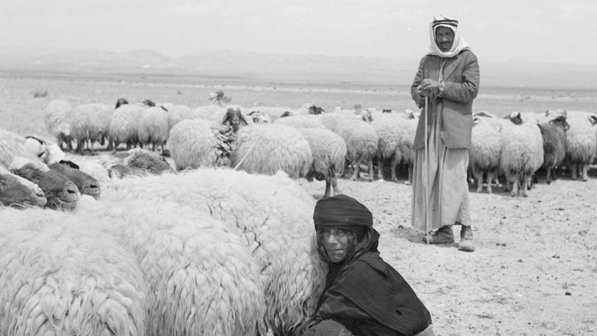 File:Bedoeïnen met hun schapen, Bestanddeelnr 255-6072.jpg