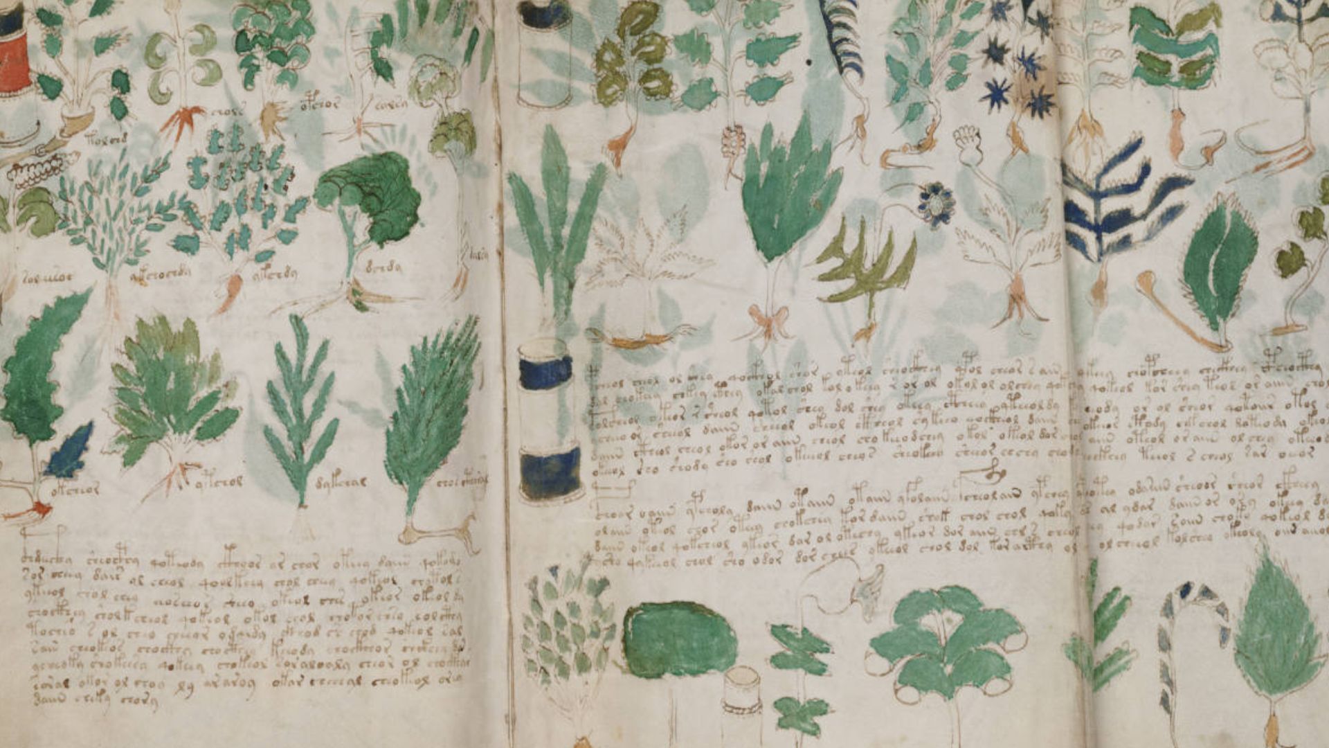 File:Voynich Manuscript (178).jpg