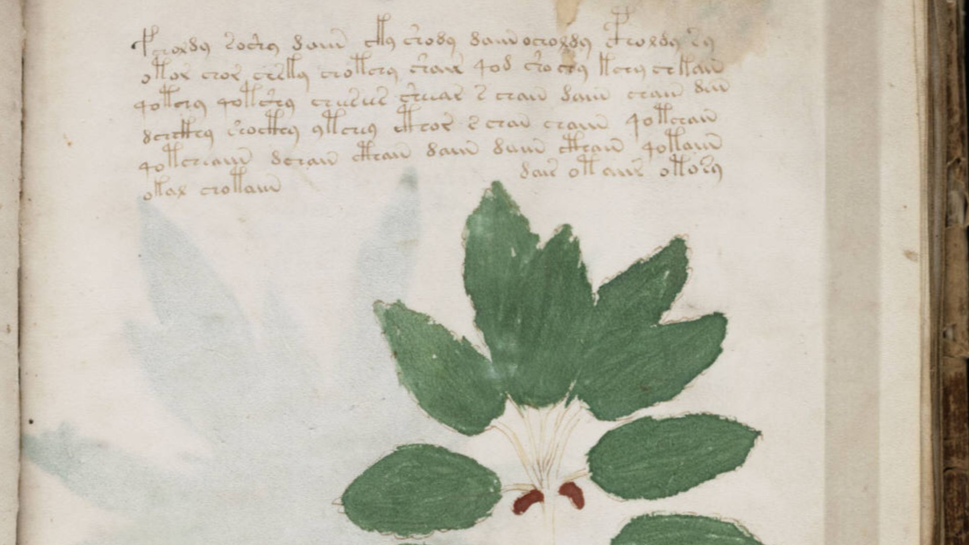 File:Voynich Manuscript (49).jpg