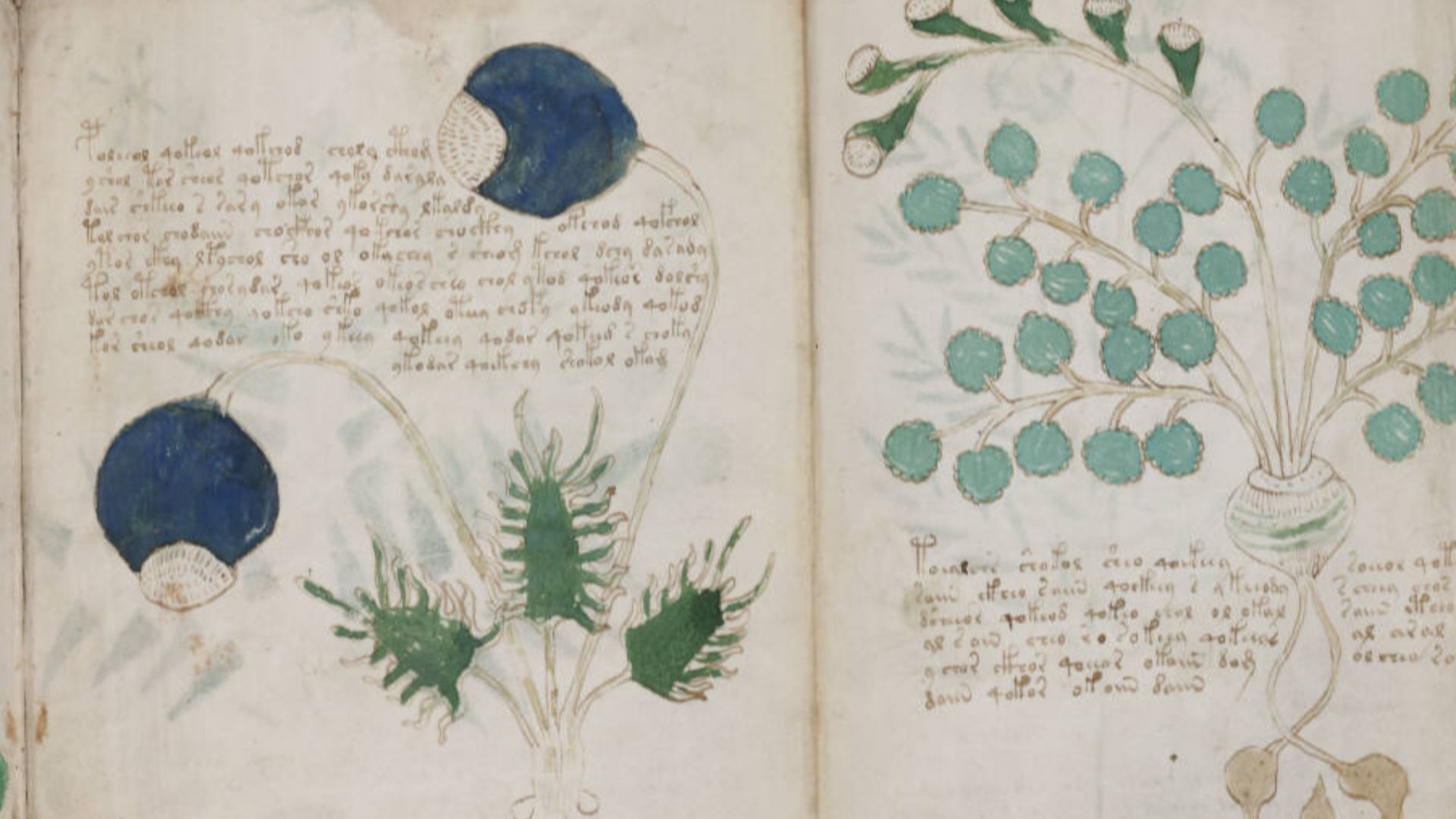 File:Voynich Manuscript (164).jpg