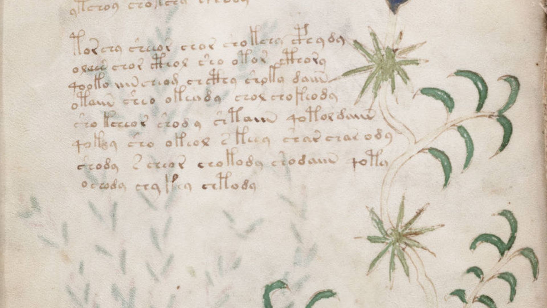 File:Voynich Manuscript (10).jpg