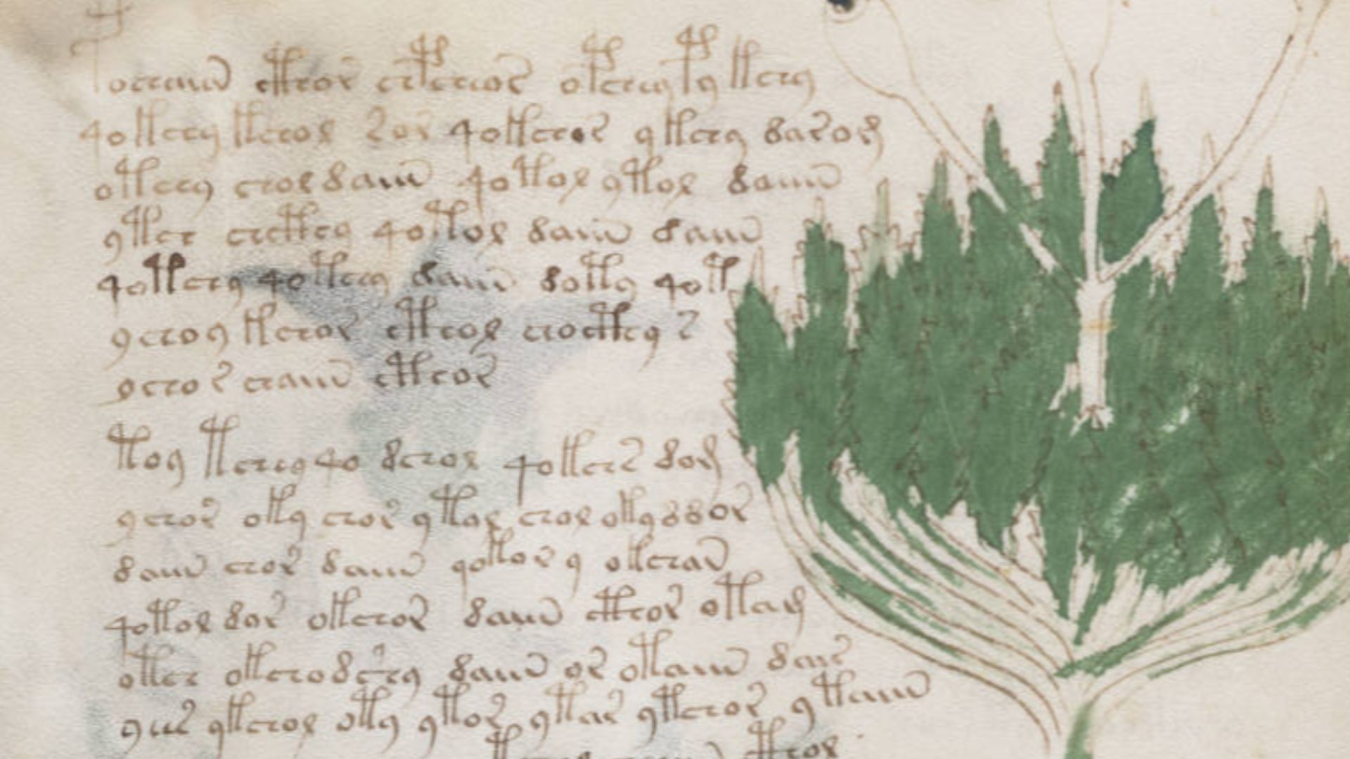 File:Voynich Manuscript (38).jpg