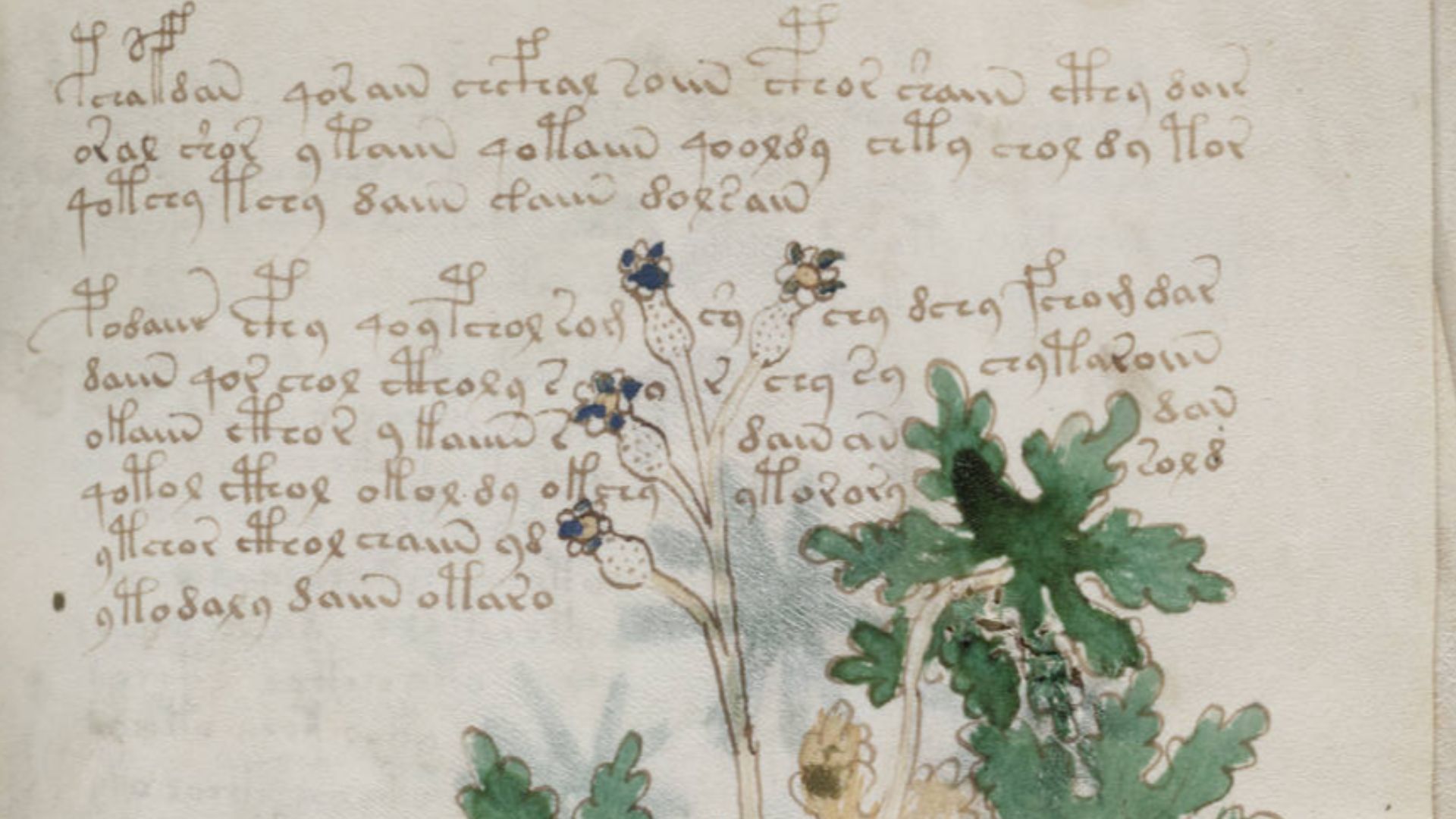 File:Voynich Manuscript (71).jpg