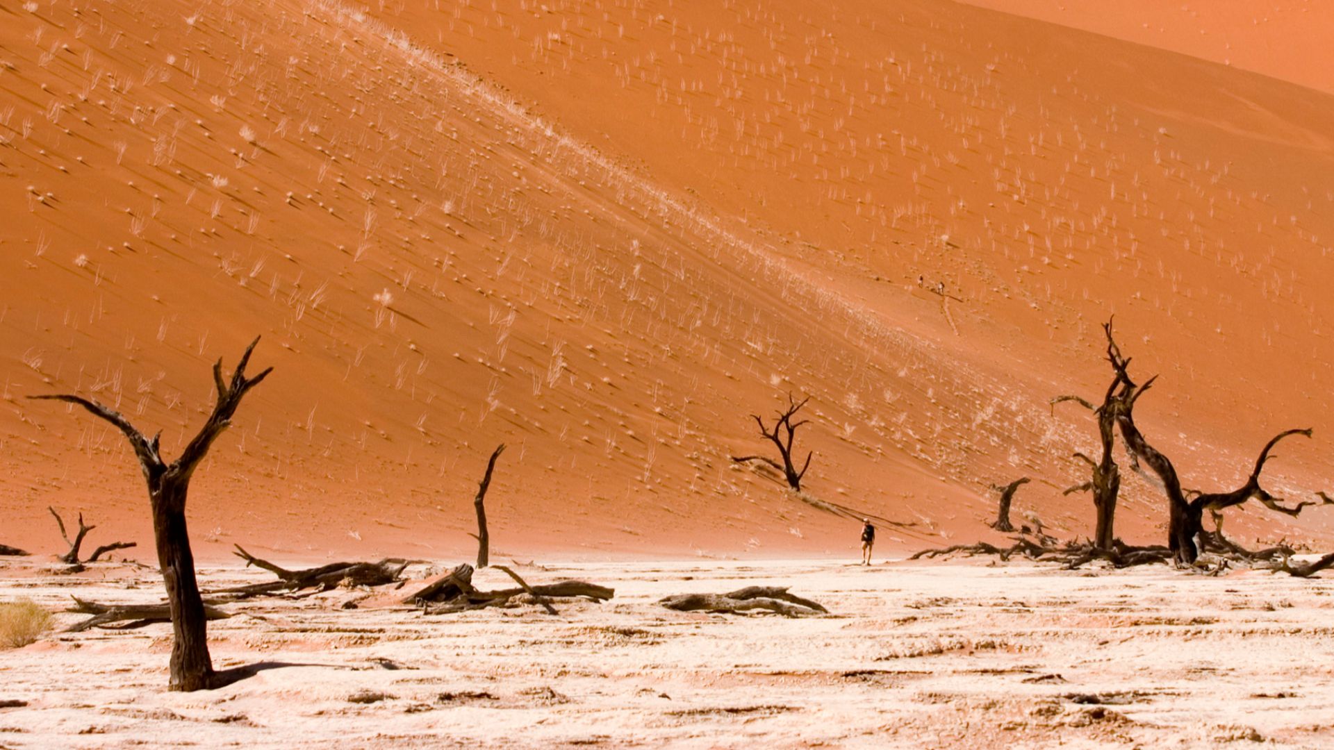 File:Dead Vlei Sossusvlei Namib Desert Namibia Luca Galuzzi 2004.JPG