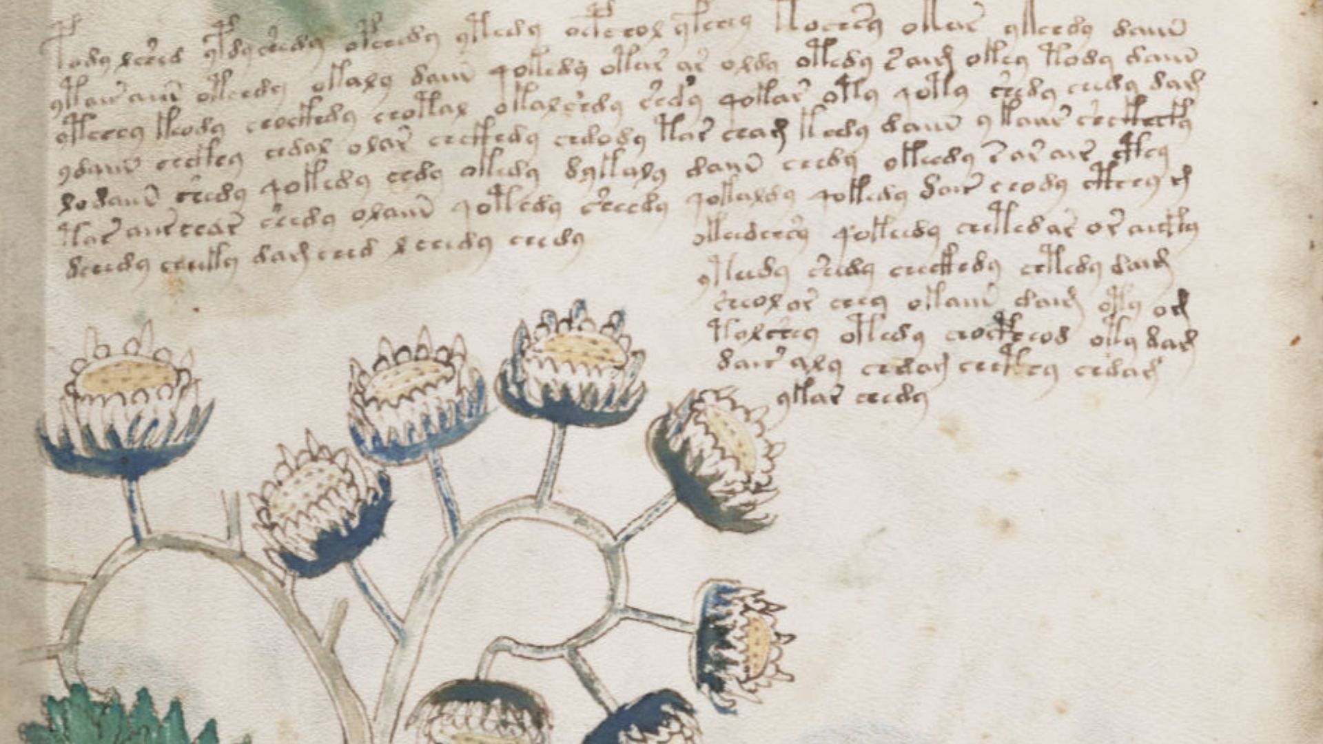 File:Voynich Manuscript (92).jpg