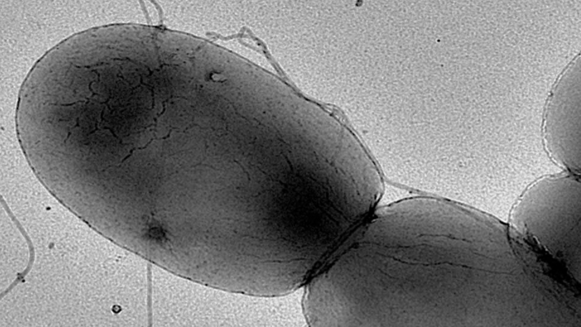 File:Bacterial conjugation.png