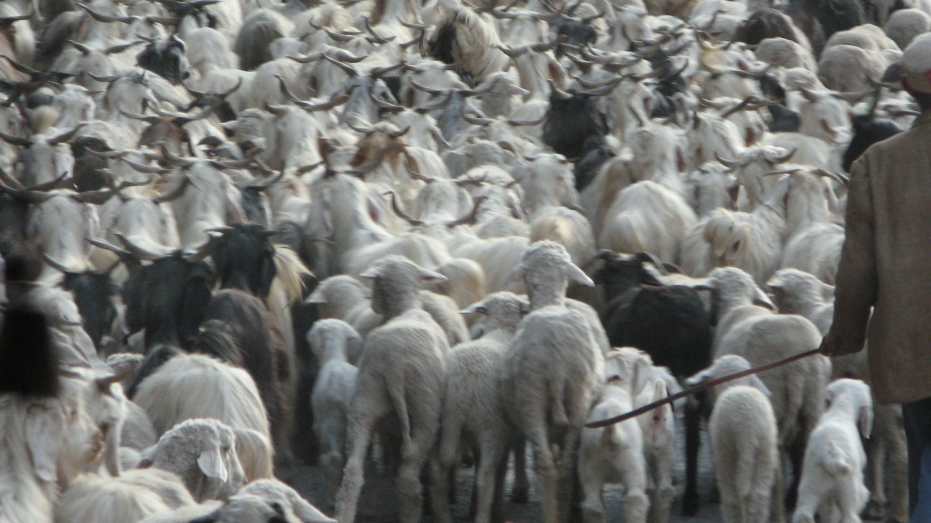 File:Himachal Pradesh sheep.jpg