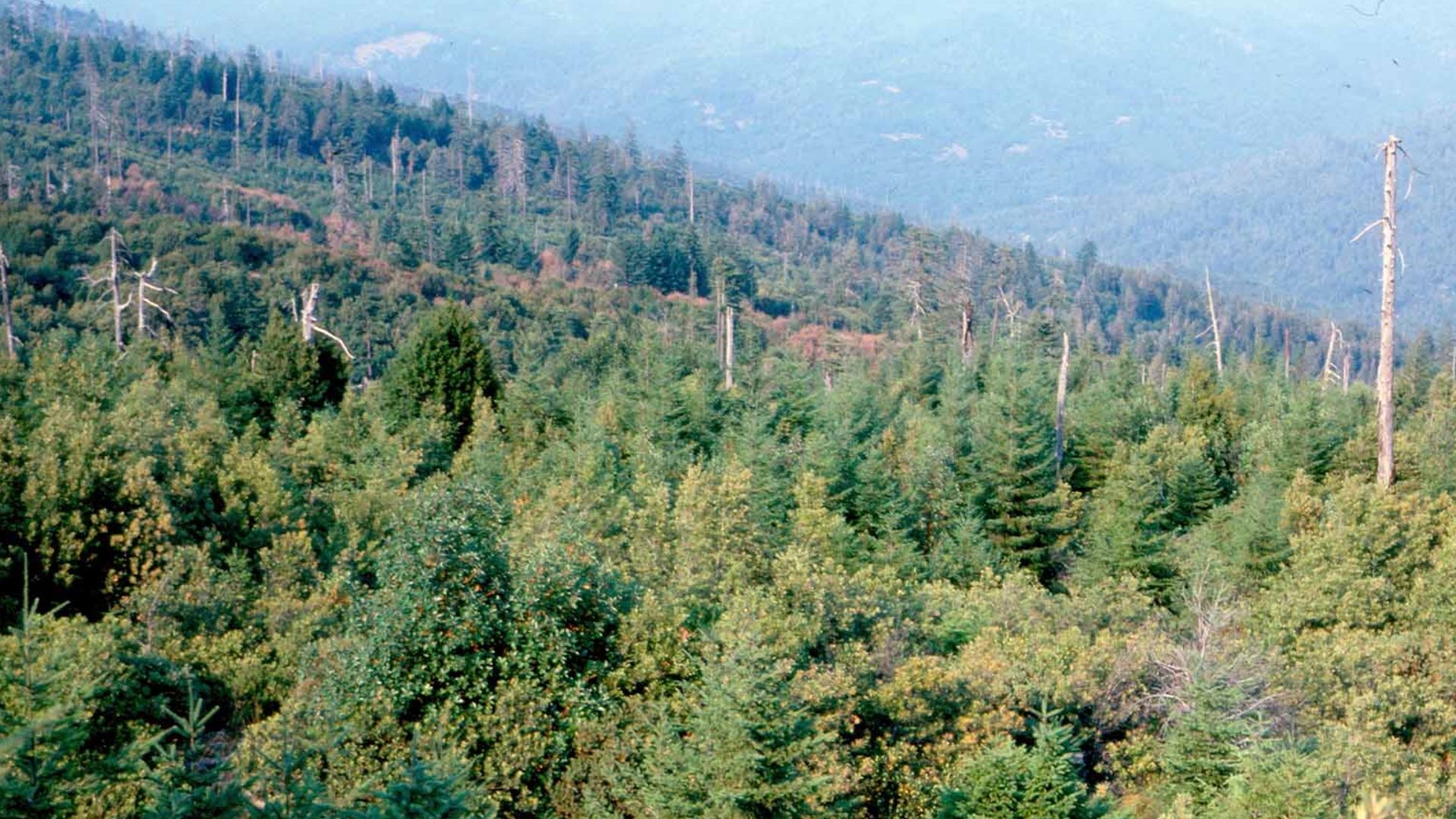 File:Hoopa Indian Reservation snags, Aug 1977 (26252576204).jpg