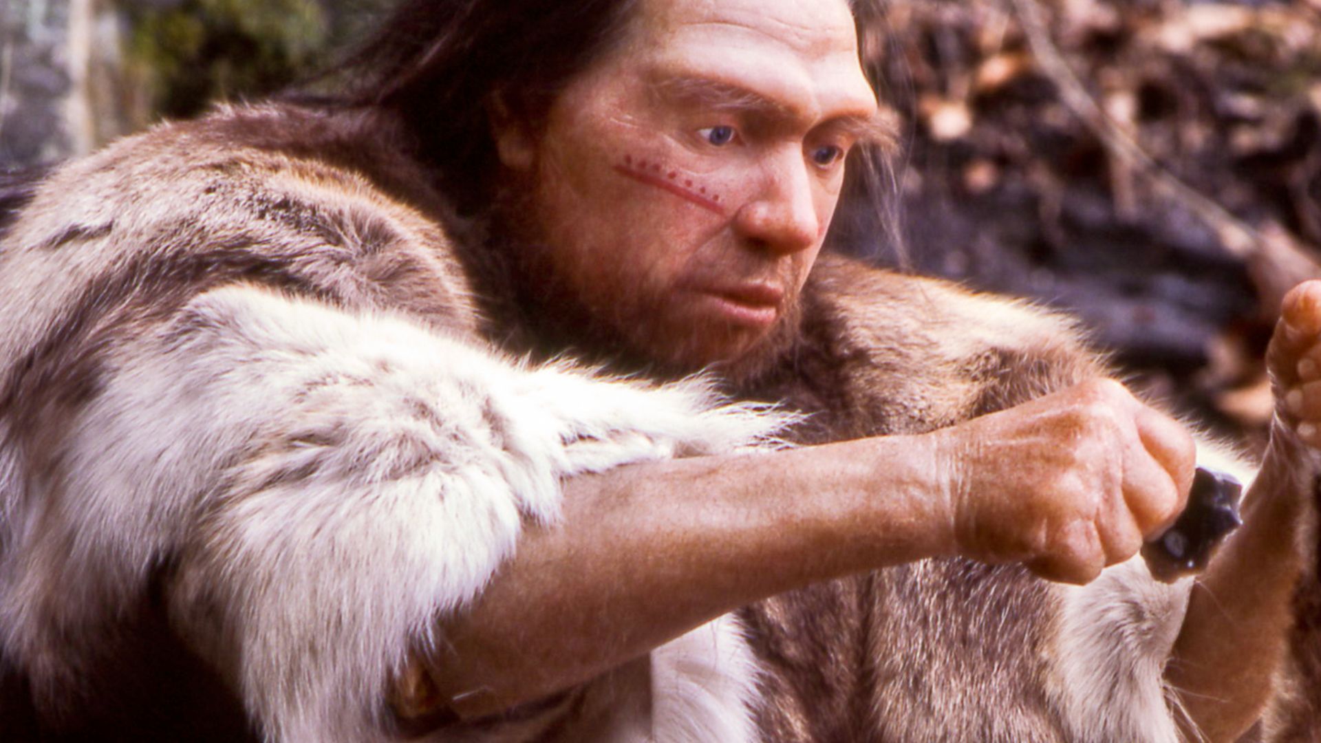 File:Homo sapiens neanderthalensis-Jäger.jpg