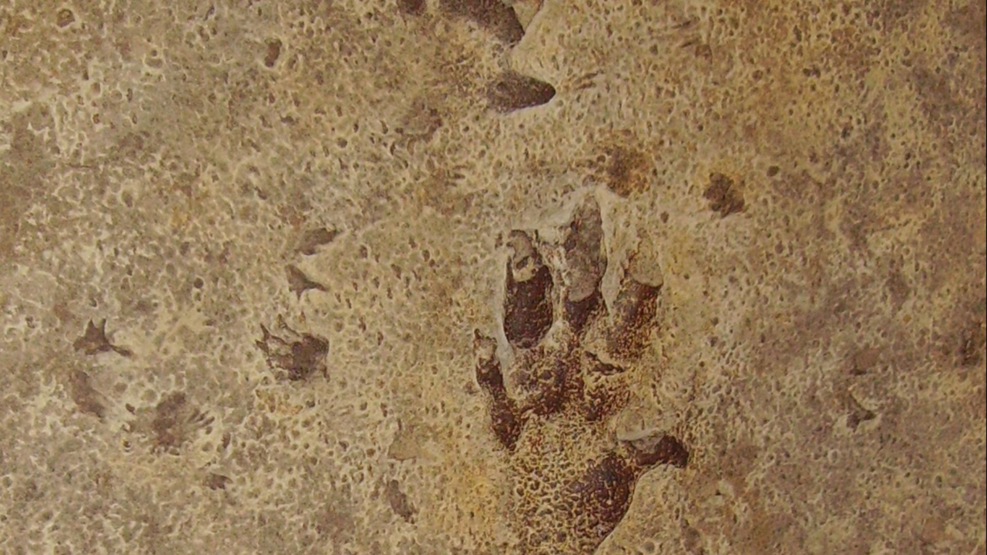 File:Cheirotherium prints possibly Ticinosuchus.JPG
