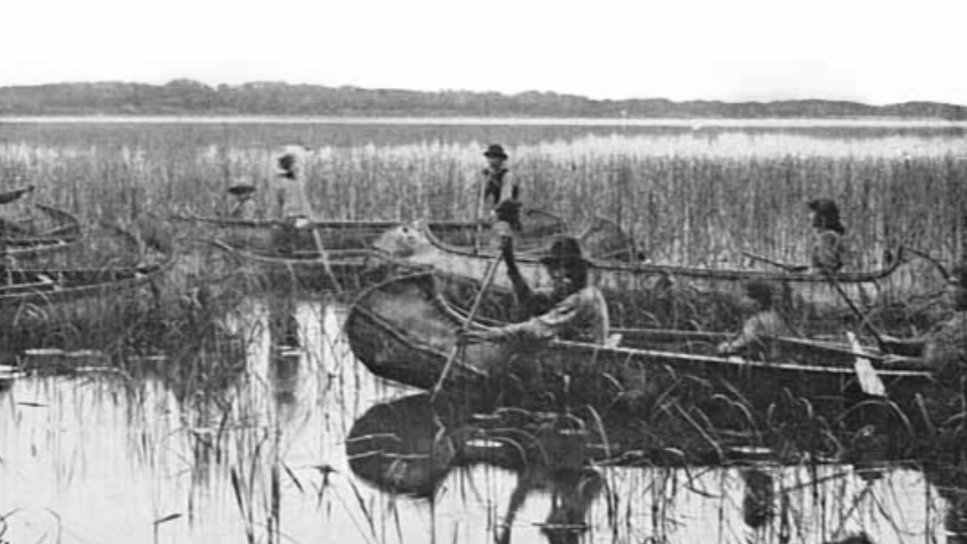 File:Manoomin picking, 1905, Minnesota.jpg
