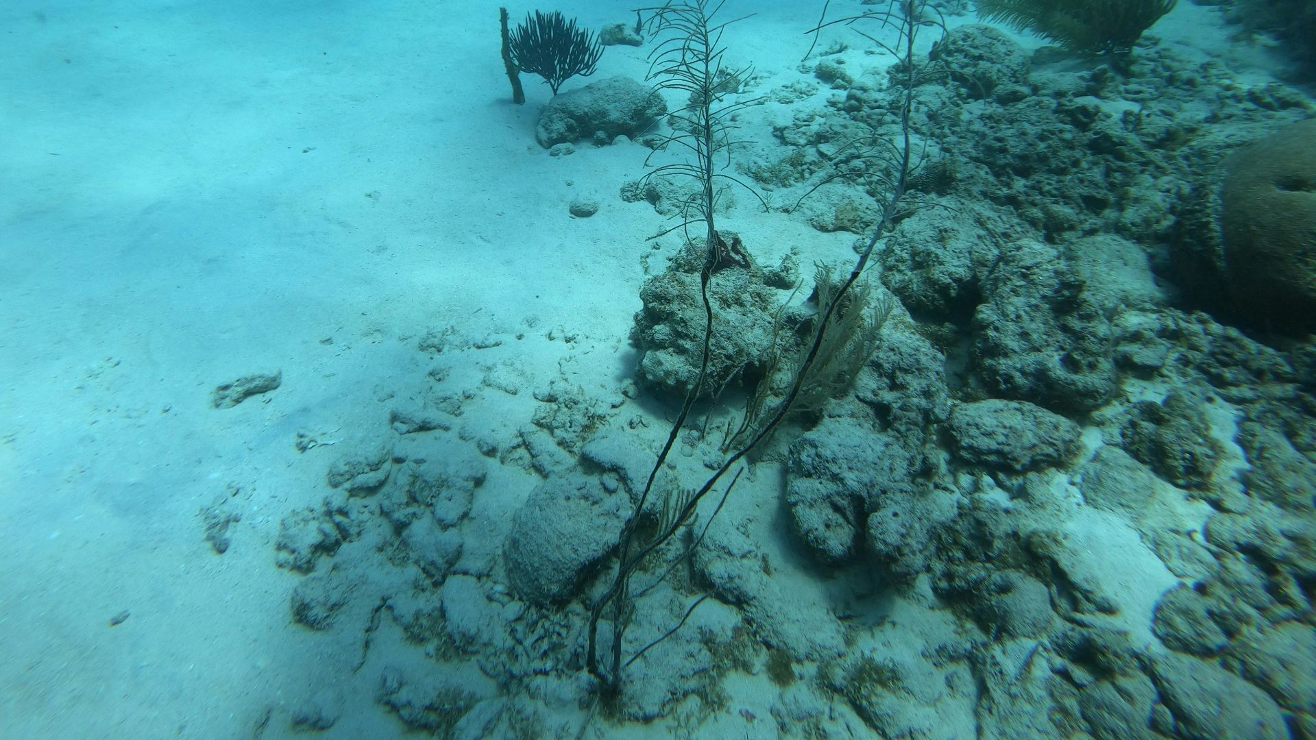 a group of seaweed on the bottom of the ocean floor