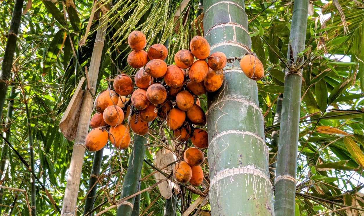 Areca palm trees belong to the Arecaceae family in the order Arecales. This tree is a plant with quite high economic value and potential.