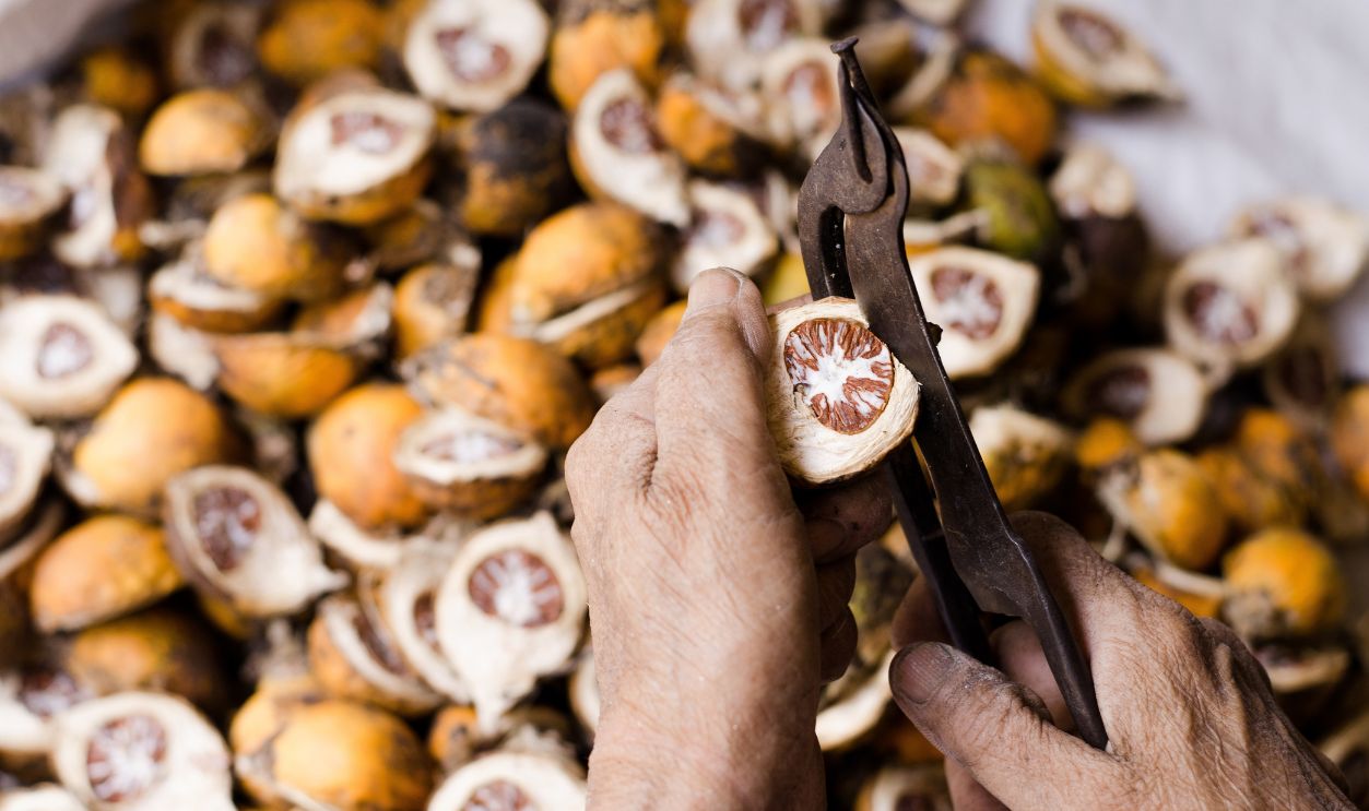 View of an old woman hand holding a betel nut or areca nut on blurred betel nuts background, Stripping tool for betel nut, Scissors rip betel nut