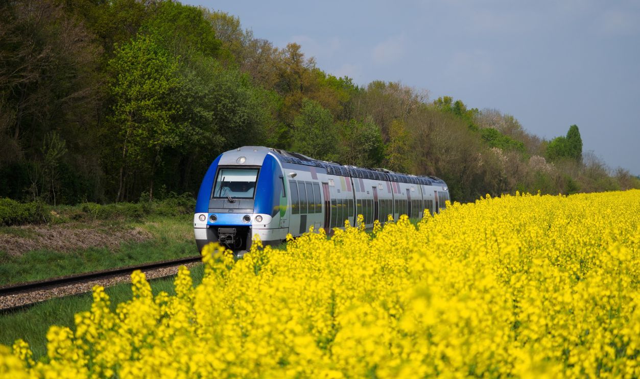 Train passing through forest