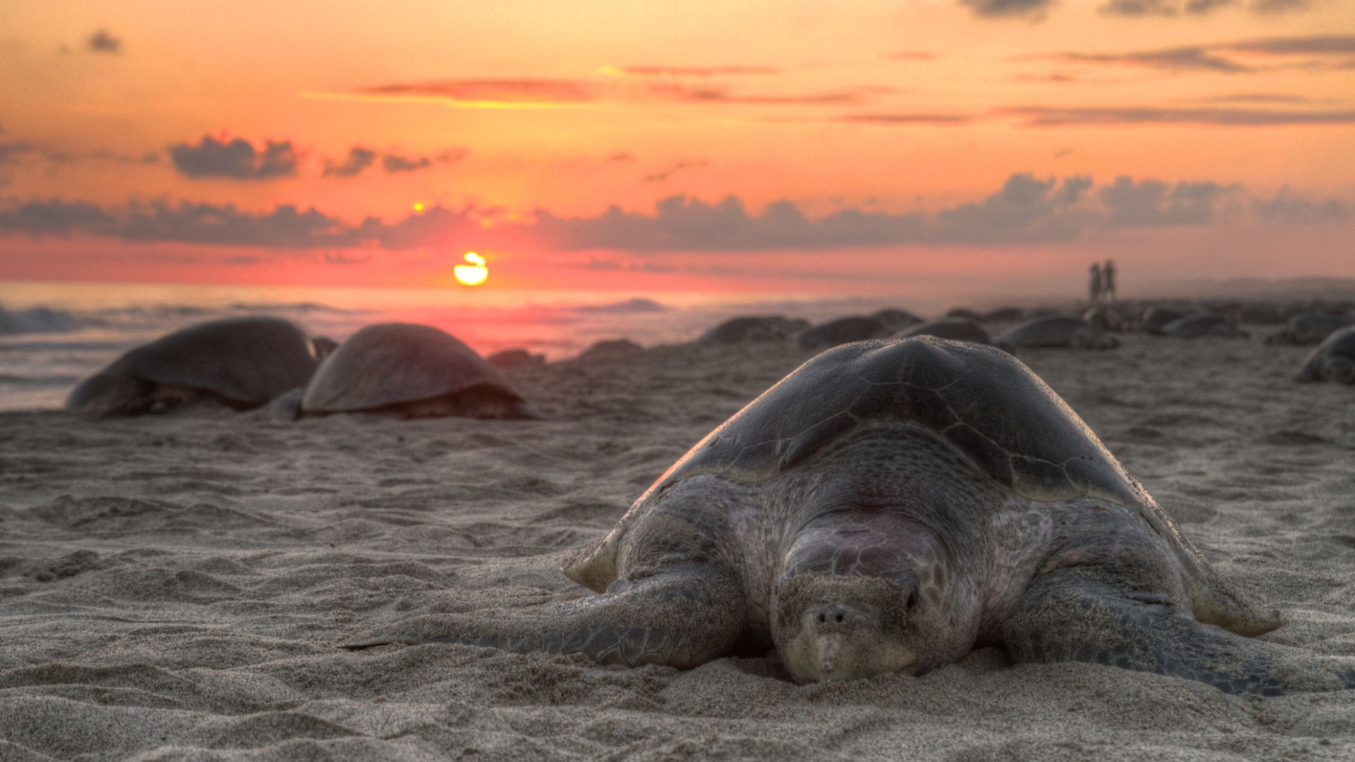 Olive ridley turtle nesting on Escobilla Beach, Oaxaca, Mexico