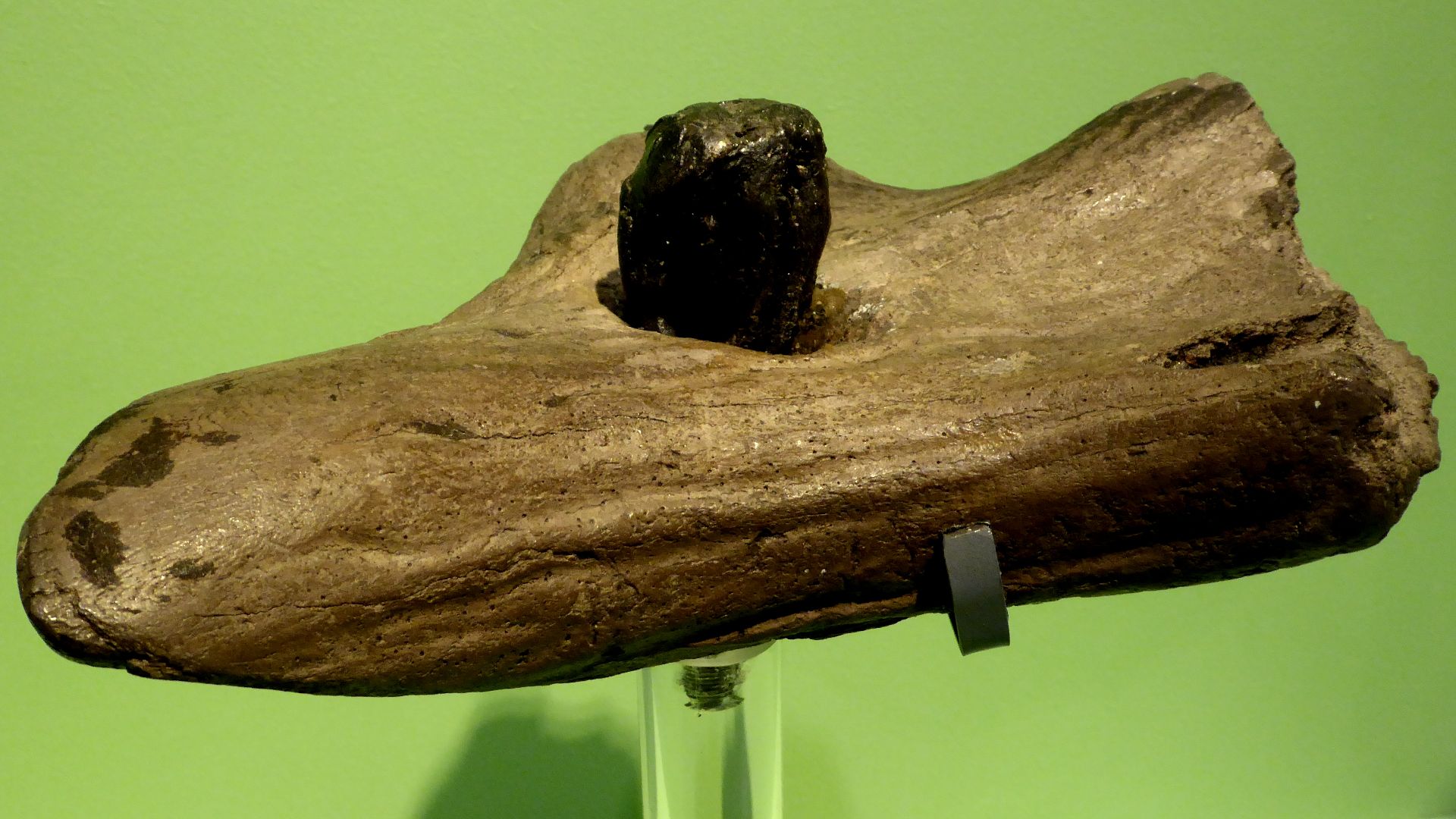 The Mesolithic elk antler tool, dated to c.11,500 years ago, on display in the Cambridge University Museum of Archaeology and Anthropology (MAA,1953.68.3).