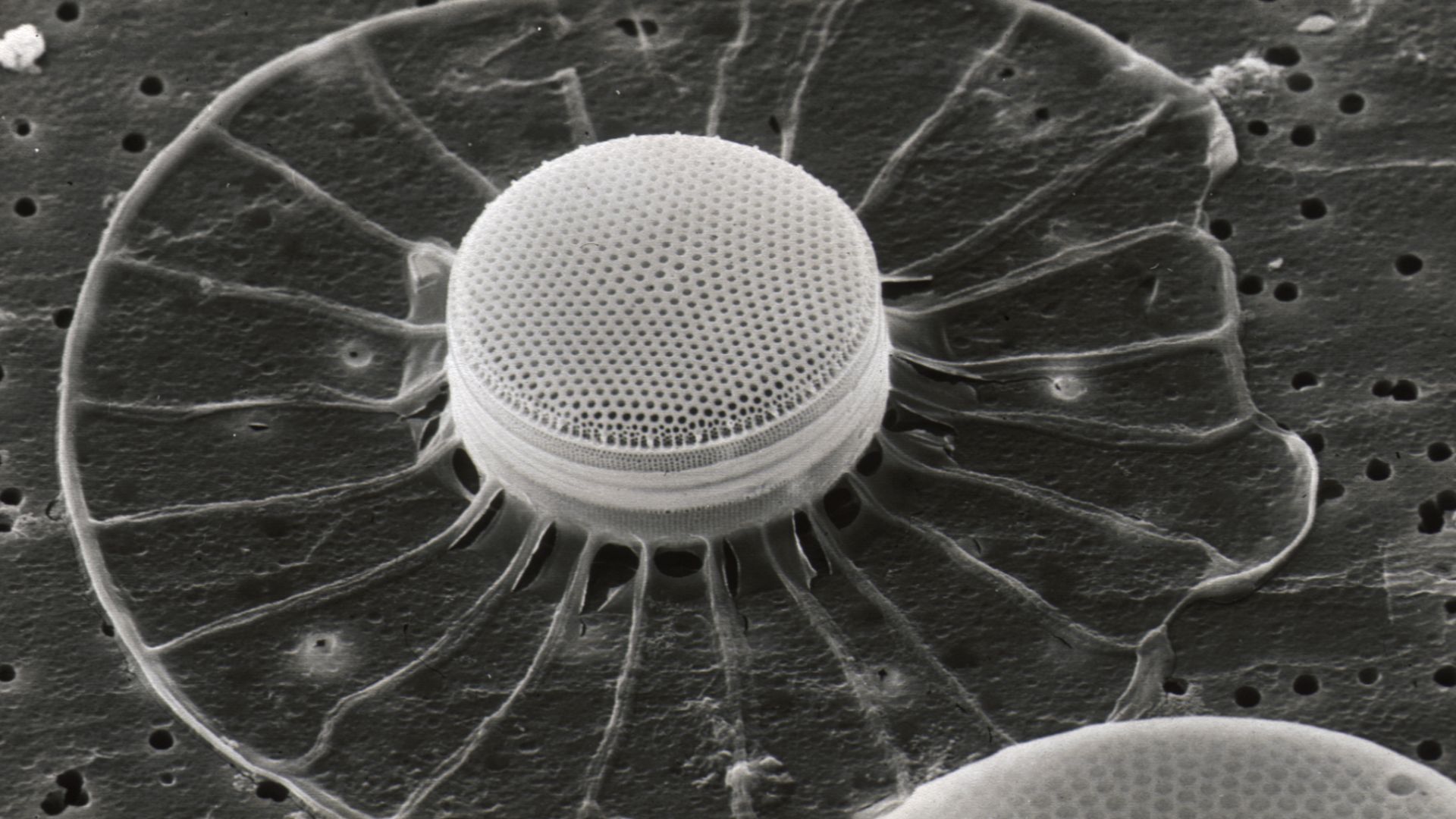 Scanning electron microscope image of a diatom