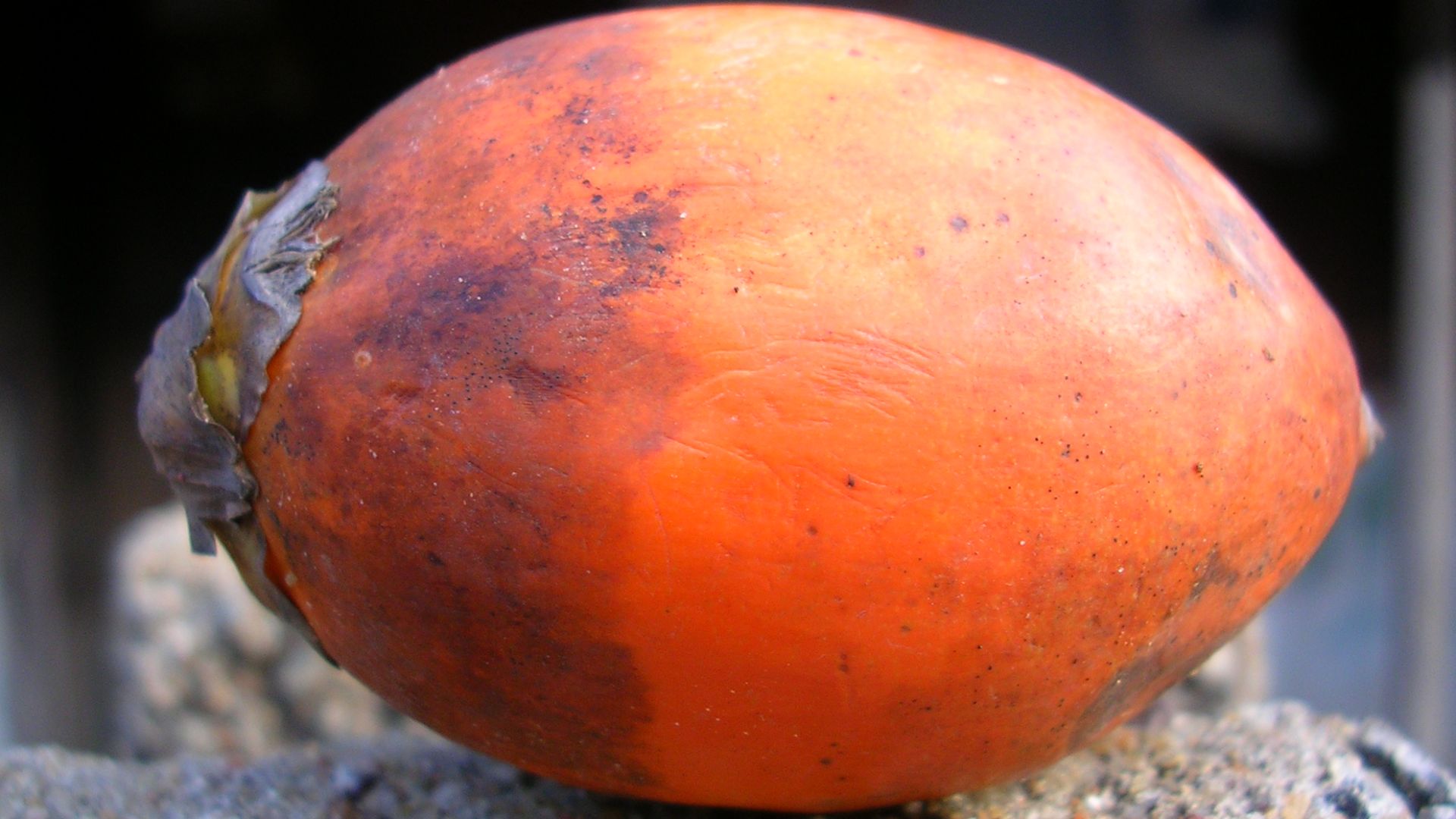 Photo of a ripe areca nut.