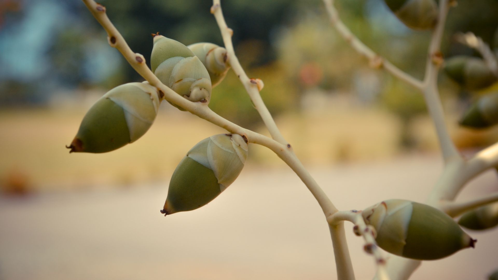Photos of some young, green betel nuts.