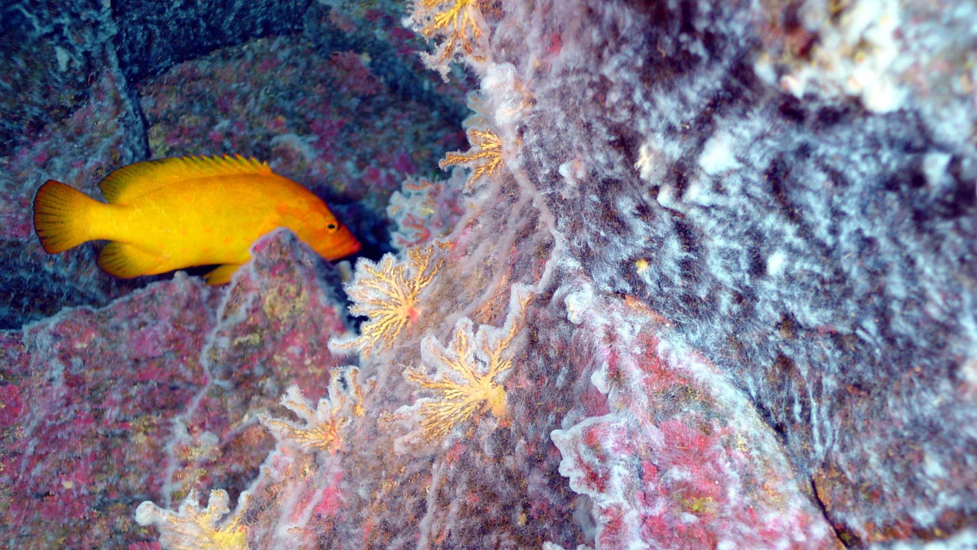 Chemosynthetic microbial mats cover red algae and coral, which are photosynthetic. Hydrothermal vent and coral reef communities are overlapping here at 190 m depth, something none of the scientists on the Submarine Ring of Fire Expedition have witnessed b