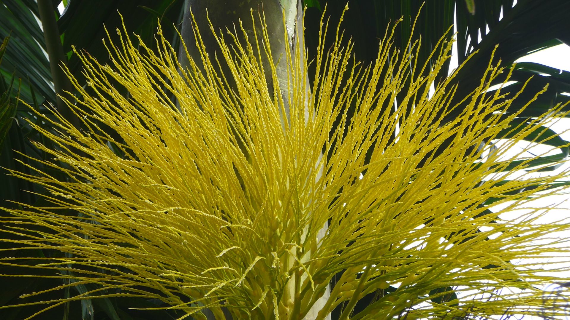 flower of areca palm totally call as the flower of betel tree.