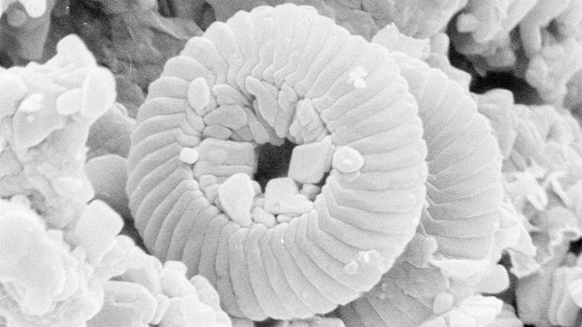Microfossils from a sediment core of the Deep Sea Drilling Project (DSDP). A scanning electron microscope picture of the calcareous nannofossil, Cyclicargolithus floridanus