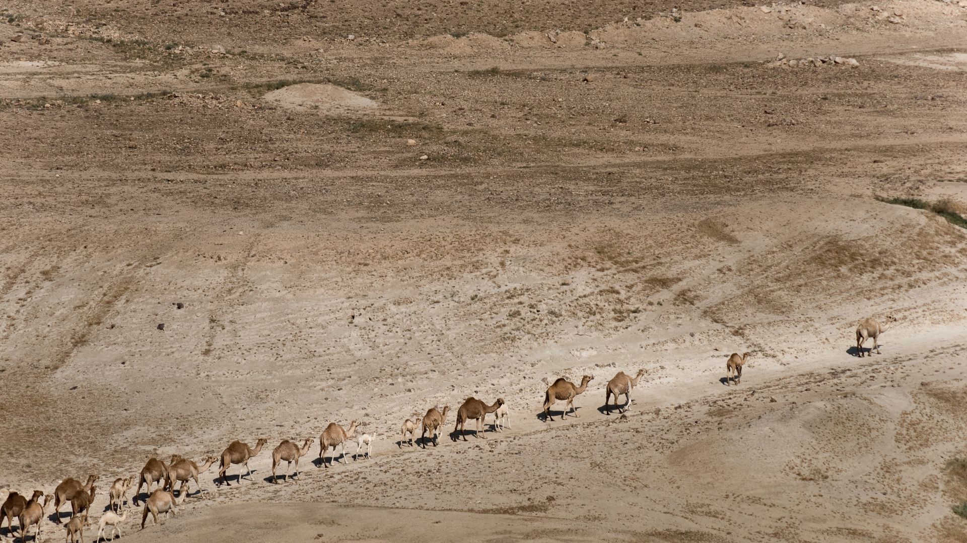 Camels convoy in Jordan Rift Valley, in occupied West Bank, May 2010.