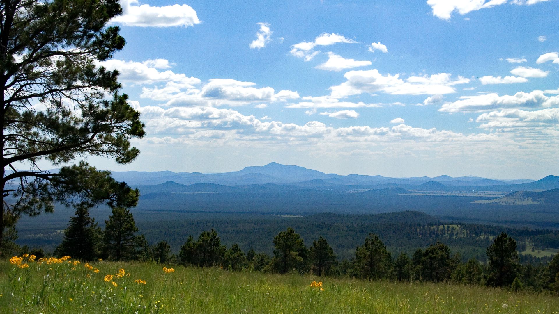 Kachina Peaks Wilderness, Arizona.