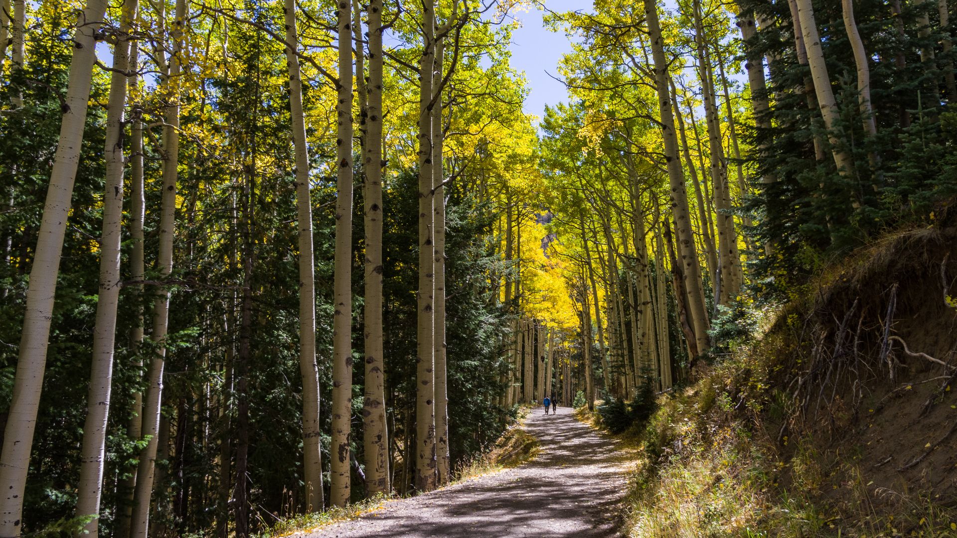 Fall color on Inner Basin Trail along the Waterline Road section of the trail, October 5, 2016. Most trees are peaking or approaching peak color all along the Inner Basin Trail. Trees are approaching or at peak on the lower on Inner Basin Trail and in Loc