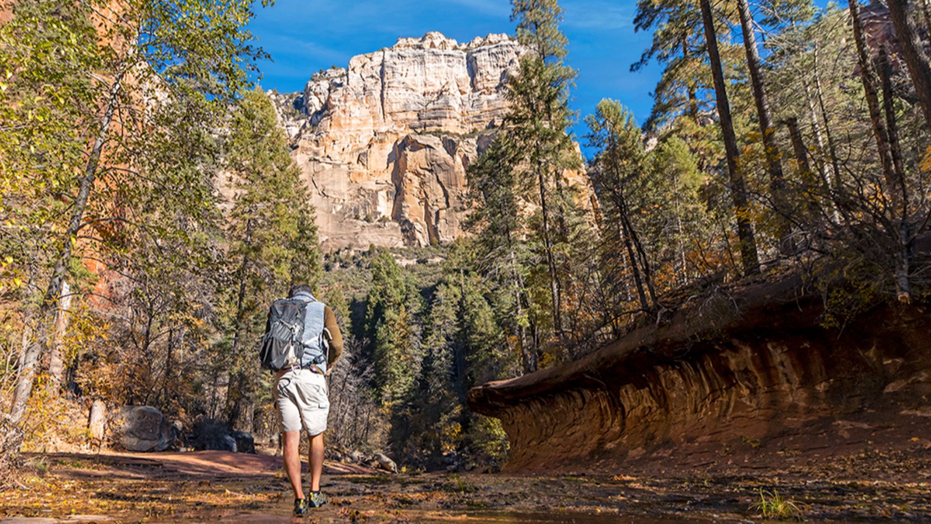 Landscape image of a man hiking along the popular West Fork trail in Sedona Arizona during fall time 2021
