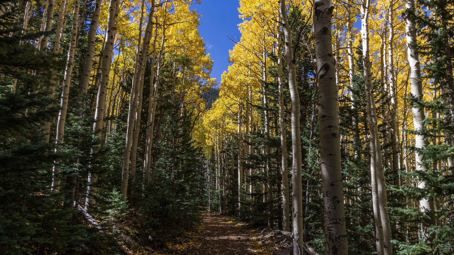 Fall color September 25, 2016 along Waterline Trail between Bear Jaw and Abineau trails. Many groups of aspens are peaking or approaching peak color. Leaves have not started to fall to coat the trail yet. Expect peak season through the first weekend of Oc