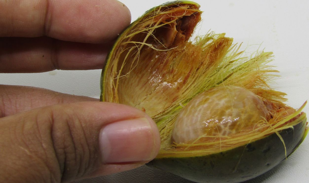 Close up view of buah pinang jambe muda or Areca catechu young fruits seeds Grow in tropical. Known areca nut palm, puwak, bunga, kamuhu, adakka, adike, supari. Eat and chewing nginang health organic