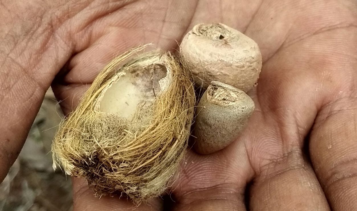 A man holding small betel nut