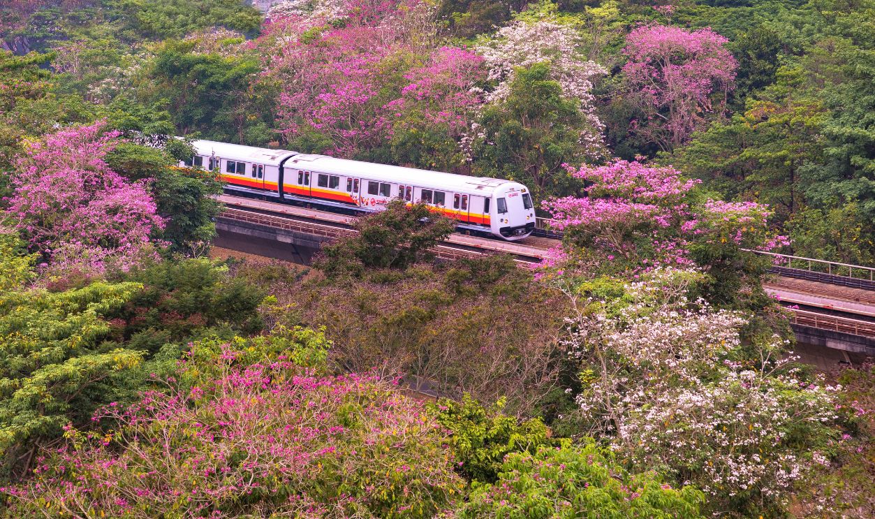 Singapore cherry season blossom everywhere in Tampines
