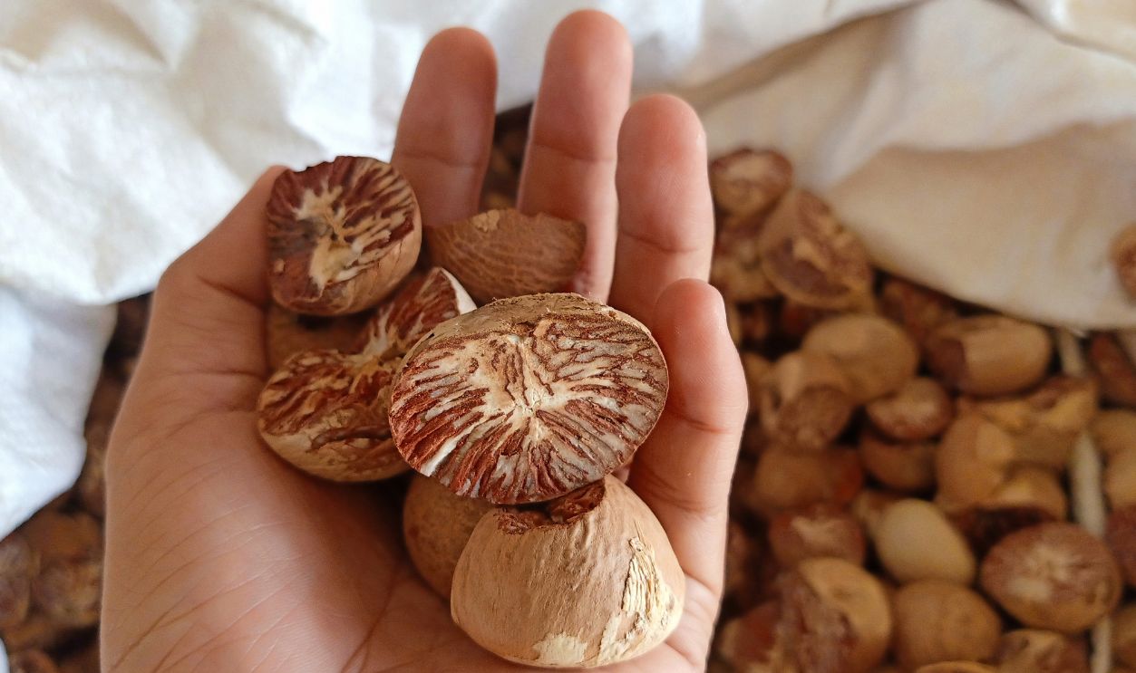 Betel nut is seeds of the fruit,sun dried in a courtyard, with raffia is also known as Mak, closely, choose Focus, Dried Betel nut, Areca catechu, Areca Nut background, Dry betel nut in woman's hand.
