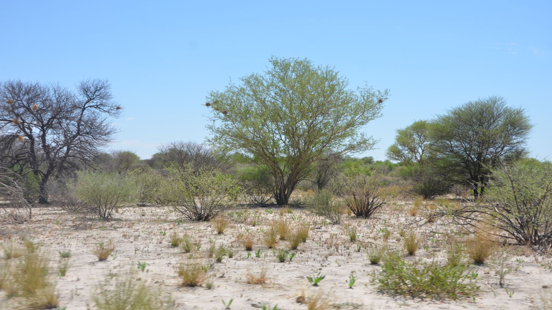 Figure 2 a; Mosaics of Vachellia woodland, mixed with mopane (Colophospermum mopane) and Baikiaea and microphyllous savannahs (Grootfontein).